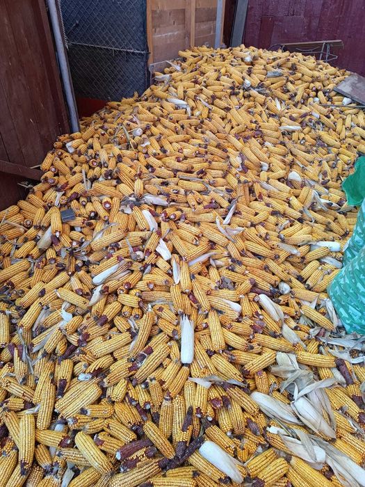 Porumb ștuleti 2025