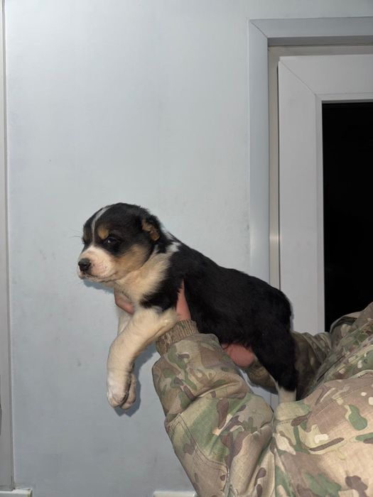 Төбет күшік ұрғашы