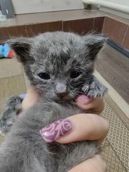 Отдам котенка девочку в добрые руки