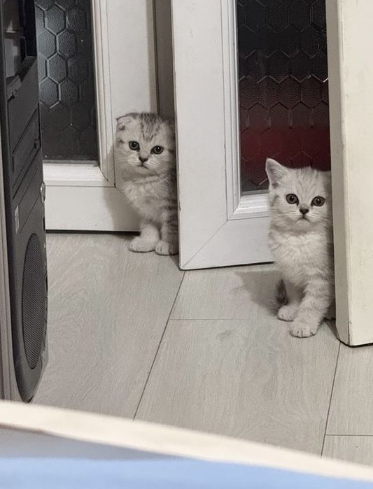 Котенок, девочка скоттиш фолд