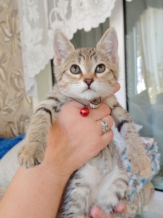 Пристройство в хорошие добрые руки с отслеживанием судьбы