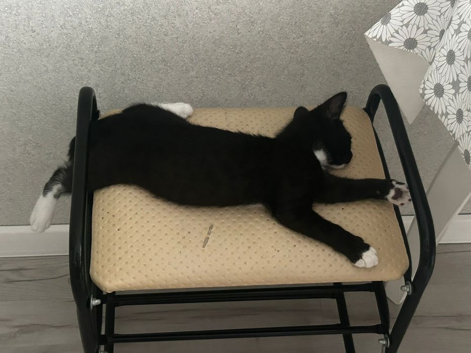 Отдаём чёрно-белого котика