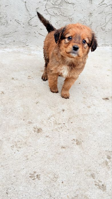 Отдам щенков в добрые руки