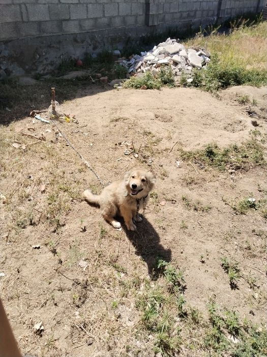 Продается шенок..