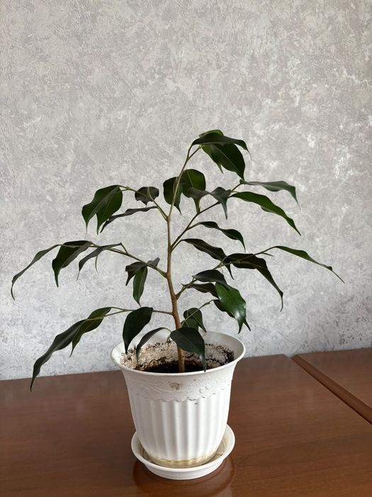 Фикус бенджамина