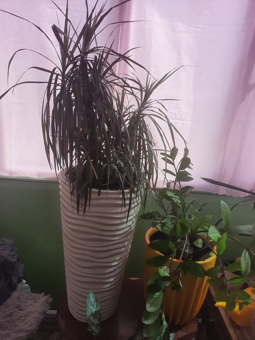 Комнатные цветы ухоженные продам