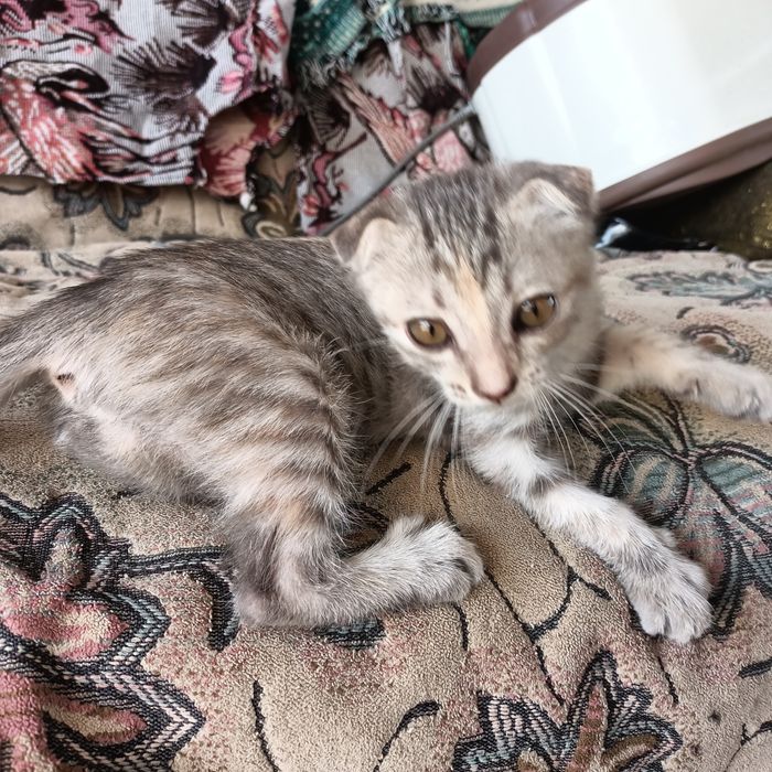 Вислоухая кошечка