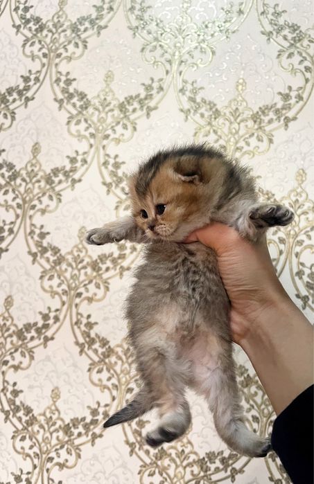 Shinshilla bolalari sotiladi