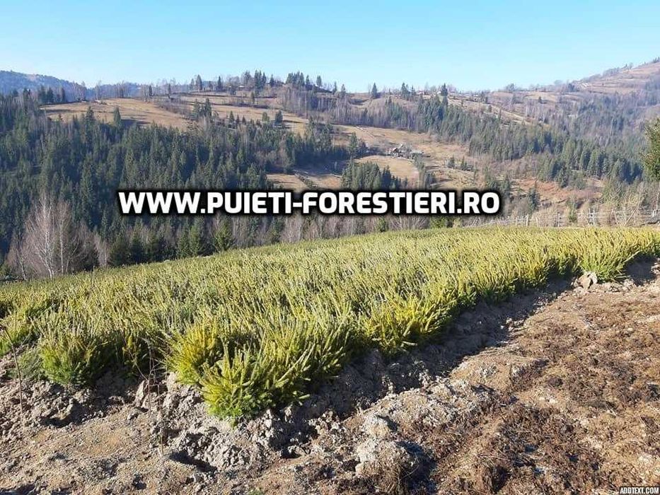Puieti molid (Picea abies) radacina nuda- apti de plantat