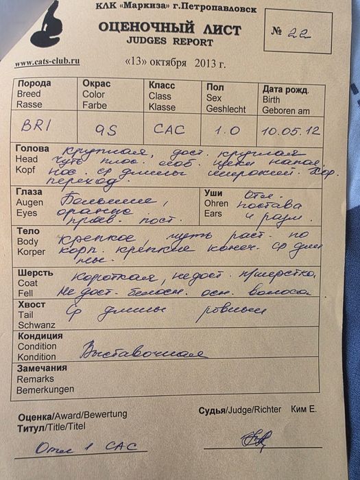 Котята  британские короткошерстые