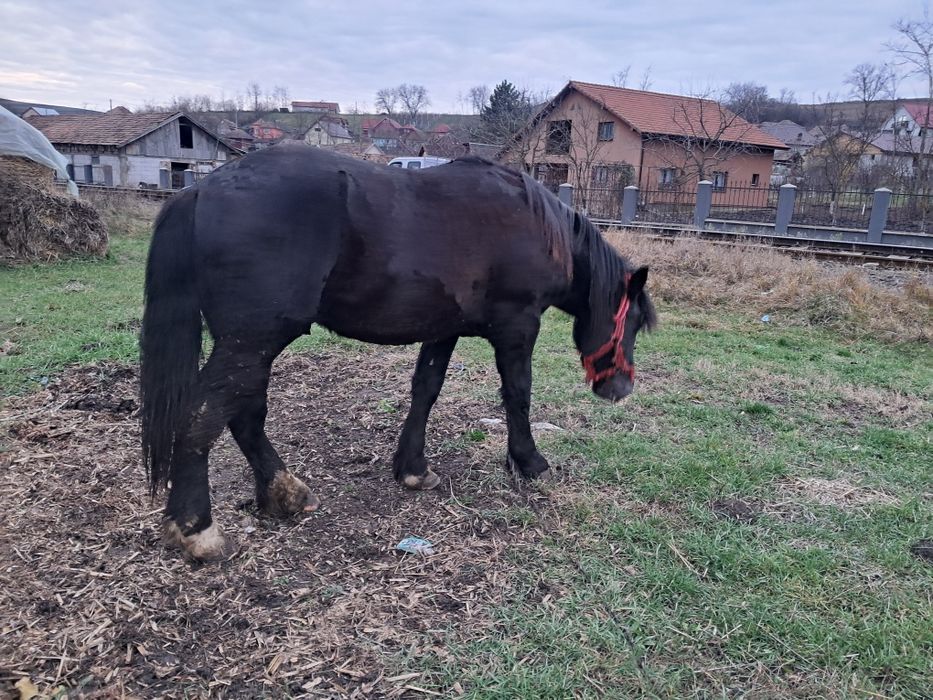 Vand manz de un an si 6 luni foarte cuminte culoarea neagra