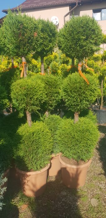 Pon pon si alte specii de plante ornamentale