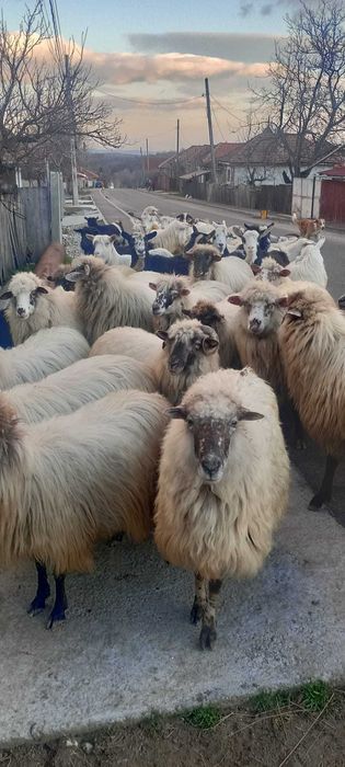 Oi si capre impreuna cu iezi si mieluti