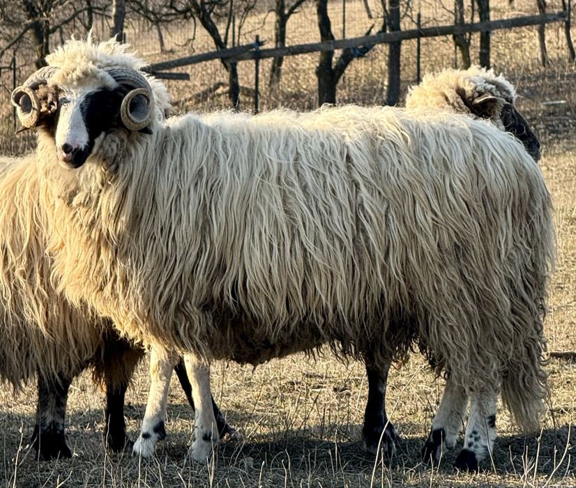 Berbec breaz de vânzare