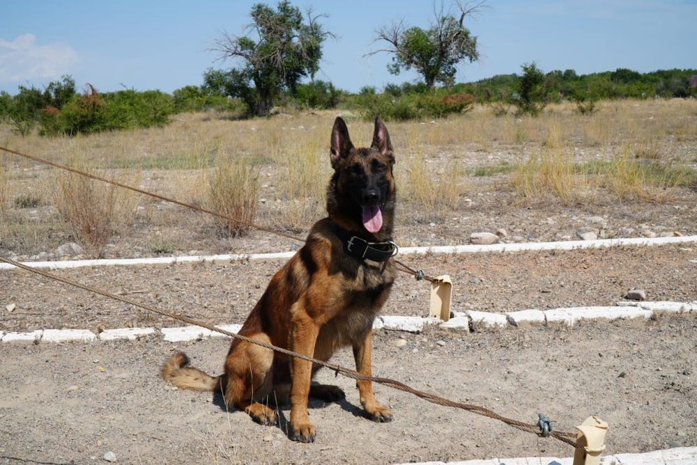 щенки бельгийский овчарка Малинуа