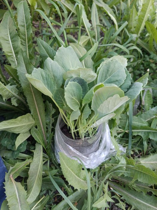 Продам рассаду капусты