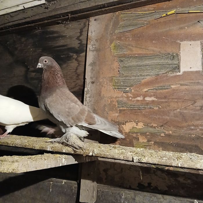 Прадам галубеи разных парод