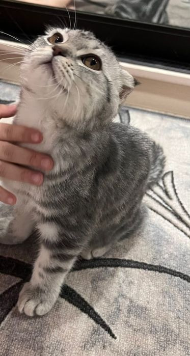 Котёнок мальчик 5 месяцев