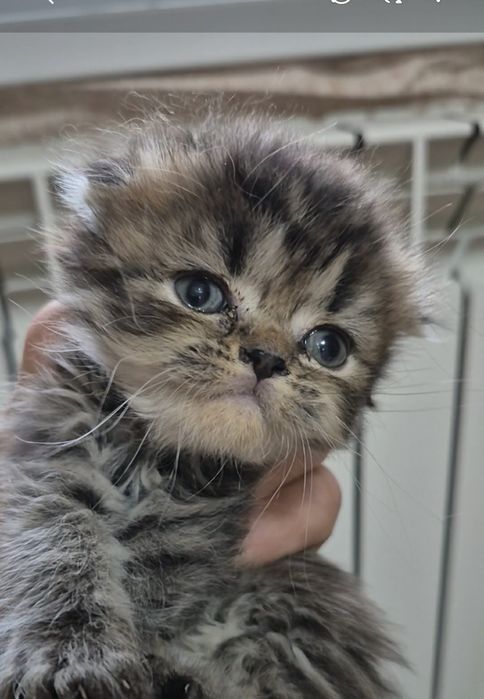 Котята 1.5 месяца