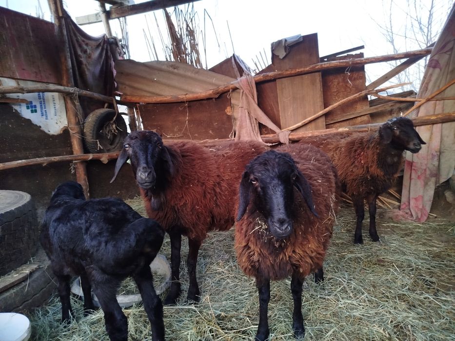 Қозылы қой сатылады