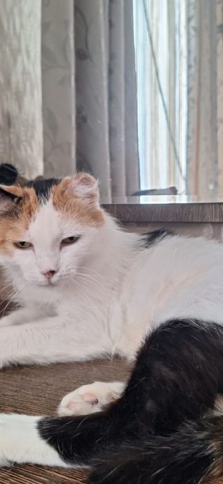 Кошечка бесплатно!