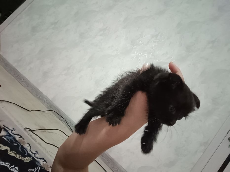 Кошечка 2 месяца