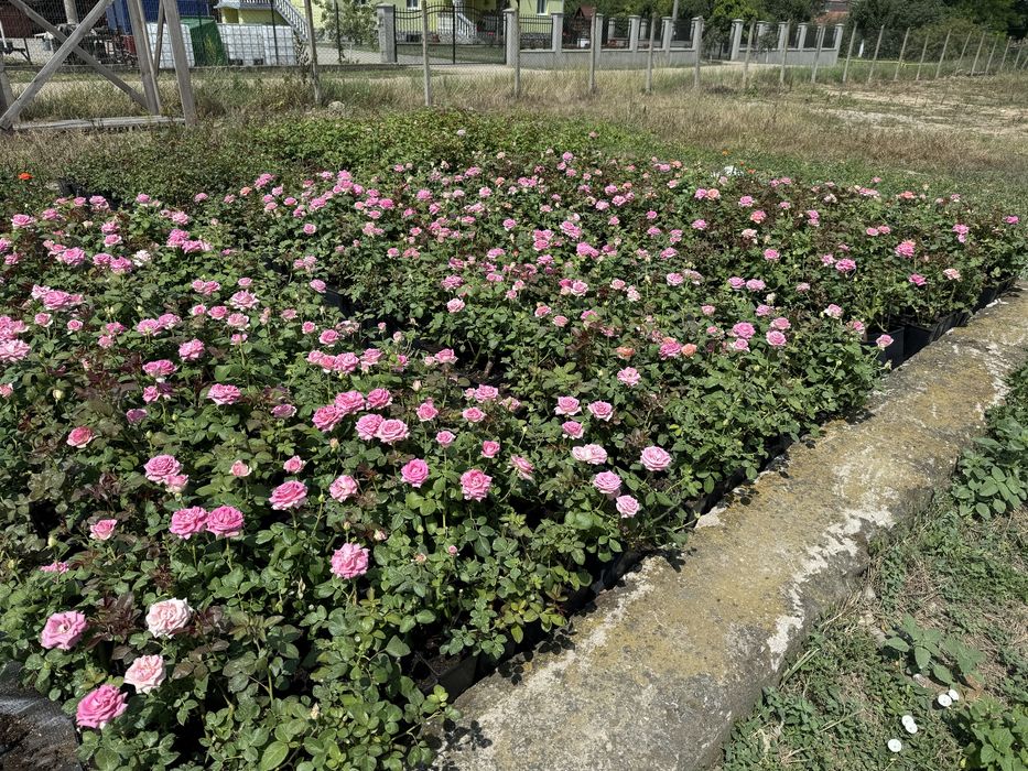 Trandafiri în Ghiveci – Soiuri de Calitate, Direct de la Pepinieră!