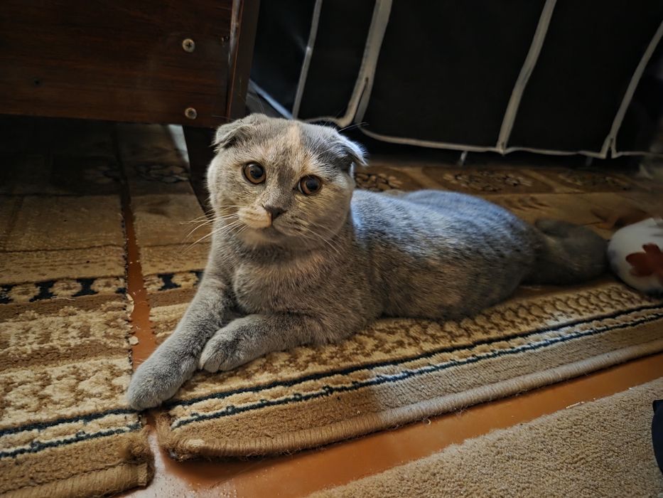 Scottish Fold zotdor qiz bola