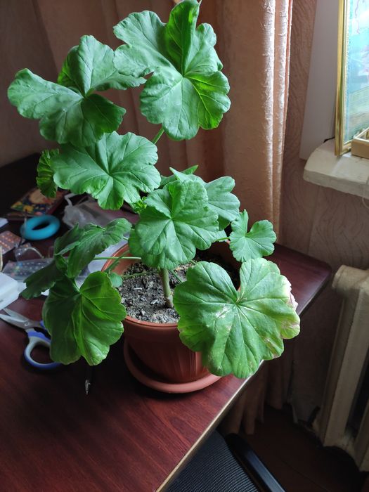 Герань ярко-вешневая