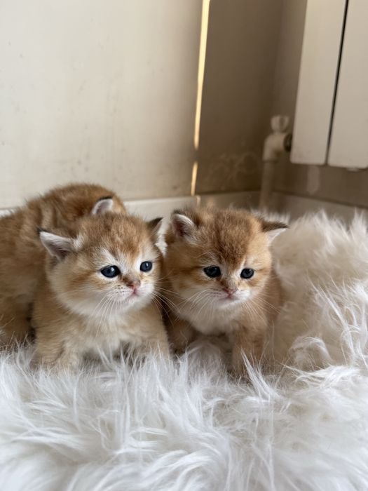 Золотая британская шиншилла ny 12