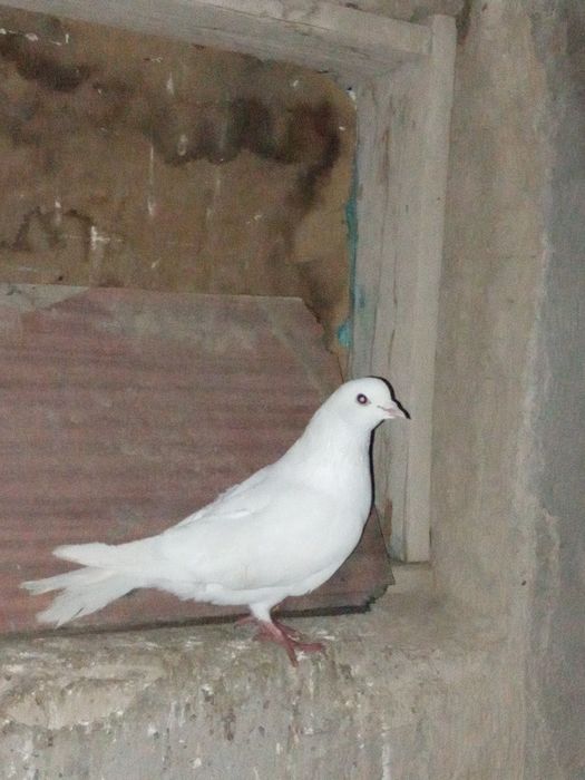 Кептер сатыладыы