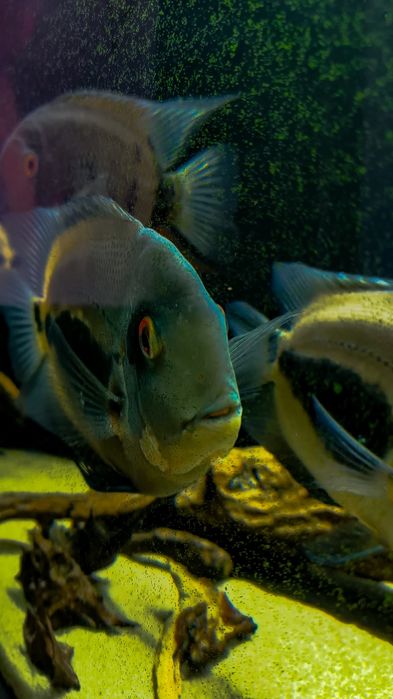 уару клинопятнистая