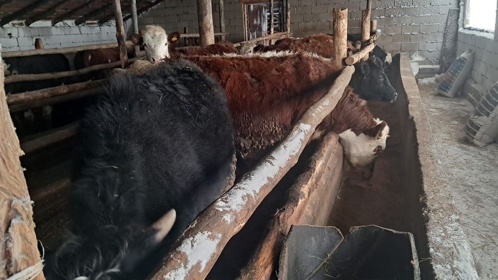 Бычки откормлены готово