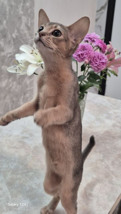 Абиссинские котята