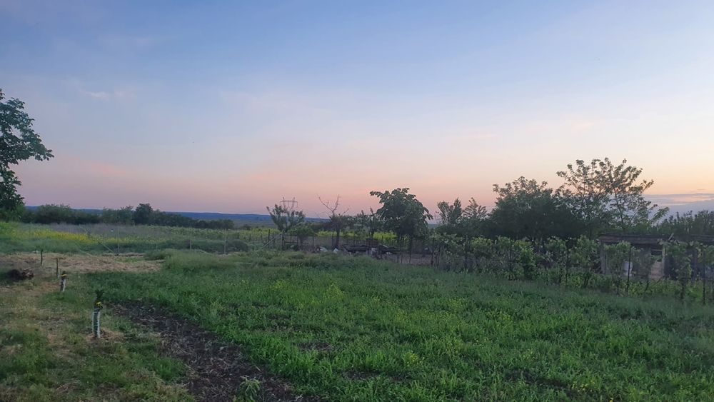 Teren 3000 MP langa Dunăre+ pădure descriere DN31