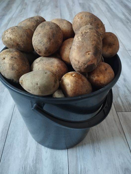 Продам картофель