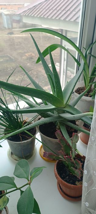 Комнатные цветы. Не дорого