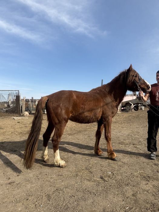 Айғыр сатылады , 5 жасар