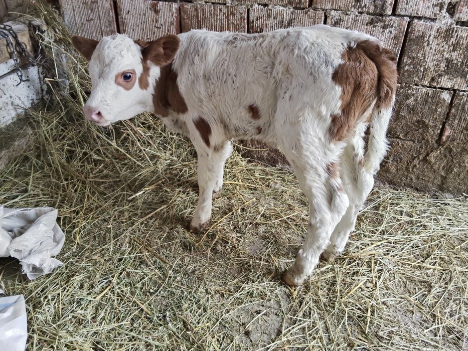 Vițea bălțat și tauras