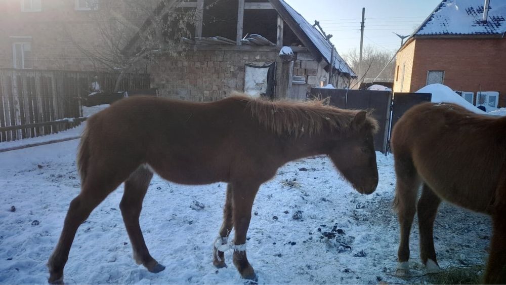 Продам жабагылар