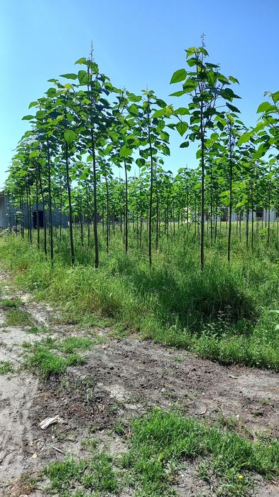 Павлония дунёда энг тез усувчи дарахт кучатларини сотамиз