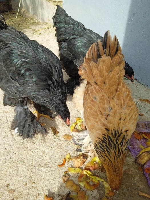 Brama tovuq va yaponkalar