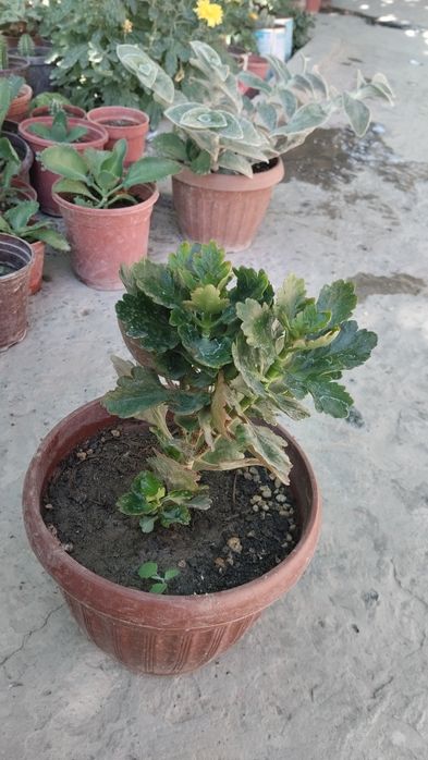 Xxona gullari tayyor tuvakkga utqazilgan