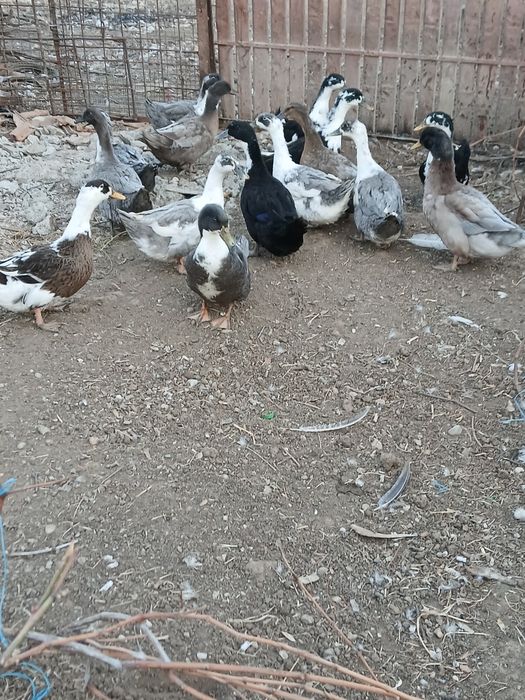 Vând rațe romînesti