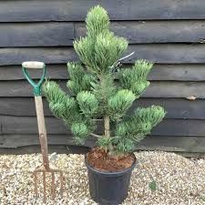 Vand puieti de pini la ghiveci