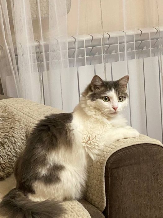 Отдам кошку в добрые руки