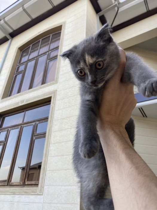 Британская кошка