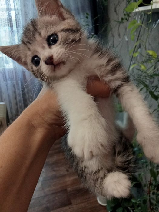 Отдам бесплатно котят