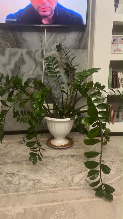 Замиакулькас (доллоровое дерево)