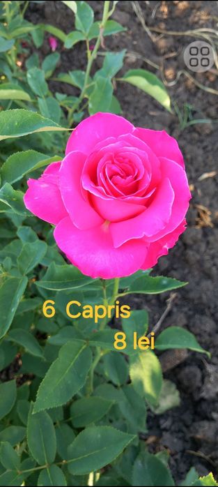 Trandafiri cu rădăcina liberă